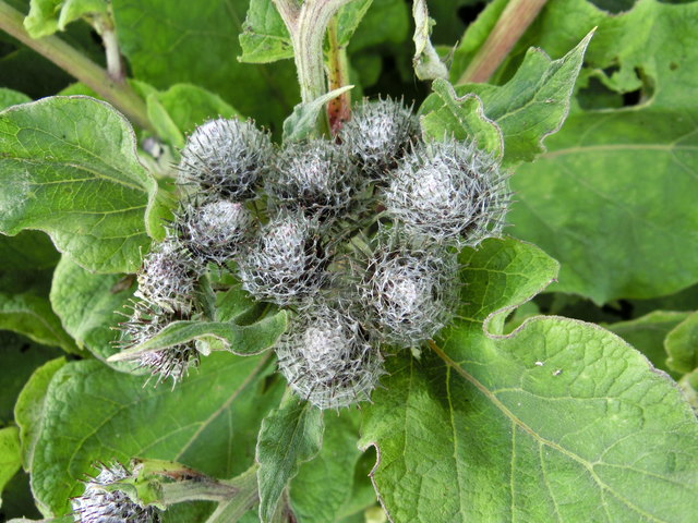 auch Arctium tomentosum genannt.