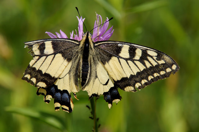.....du bleibst für mich der schönste Schmetterling.