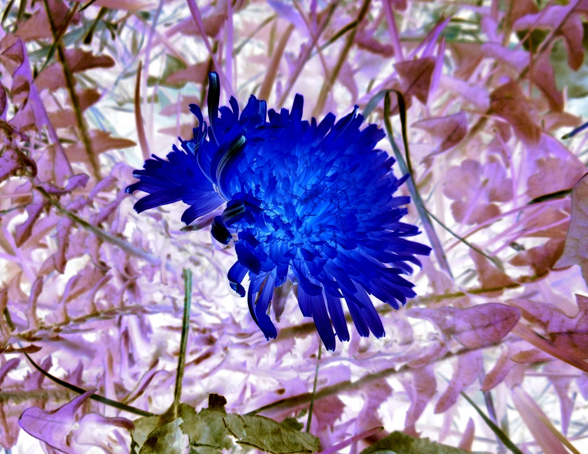  Ein ganz leichtes Sonntagsrätsel: Wie heißt diese Blume? - Reutte Illustration 