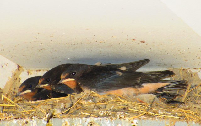 eine Schwalbe macht noch keinen Sommer. Vielleicht aber drei?