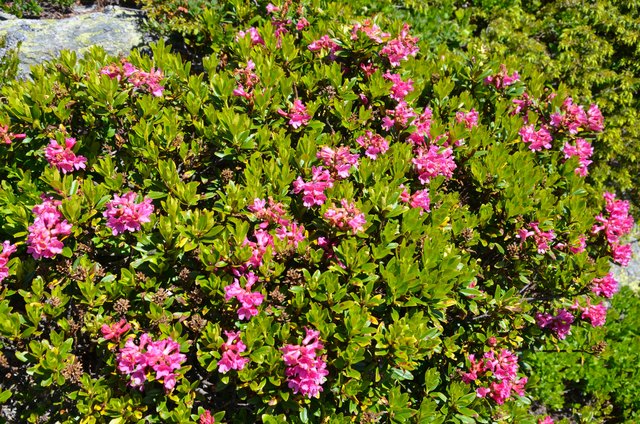 Der Almrausch blüht am Wegesrand.