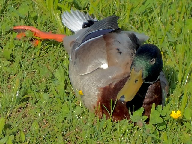 Siesta am Stubenbergsee