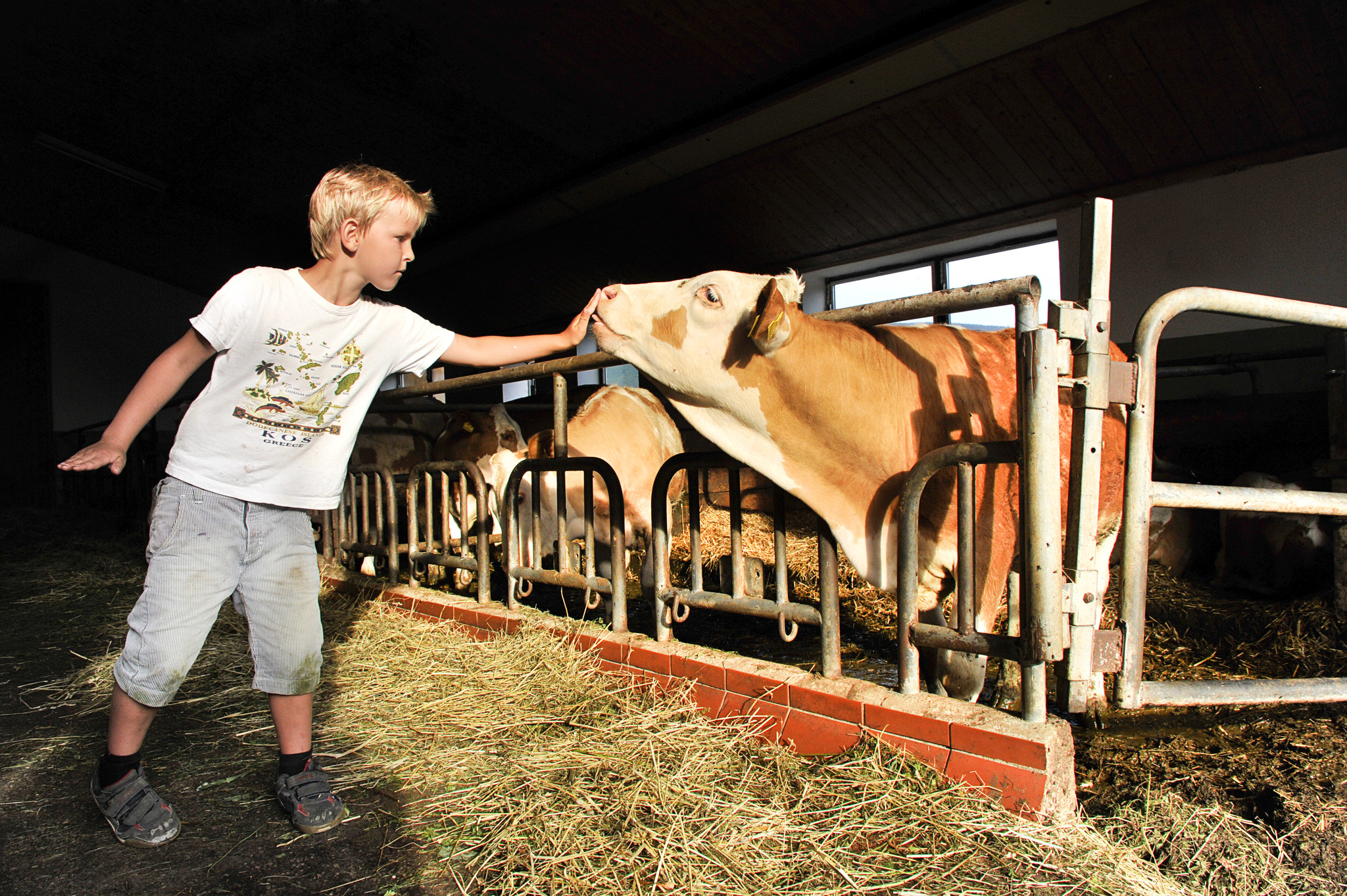 Stall gehen mit dem Bauern - Melk
