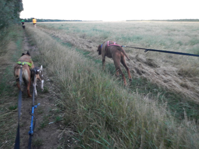 die Hunde beschleunigen fleißig die Canicrosser © SpeedRunners.at