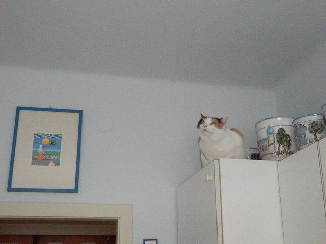 ... schau wie ich schau....