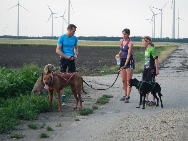 viele kurze Pausen wurden eingelegt weil die Temperaturen für die Hunde sehr belastend sind © SpeedRunners.at