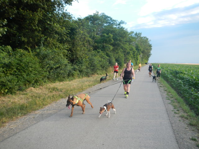 Auf zur Trainings Strecke, die Hunde können es nicht mehr erwarten! Bettina im Vordergrund mit ihren zwei Powerhunden. © SpeedRunners.at