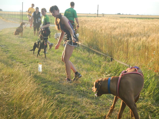 aufwärmen der Gelenke, die Gelenke werden durch die Beschleunigung des Läufers durch den Hund mehr beansprucht. © SpeedRunners.at