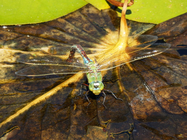 ... das Weibchen bei der Eiablage...
