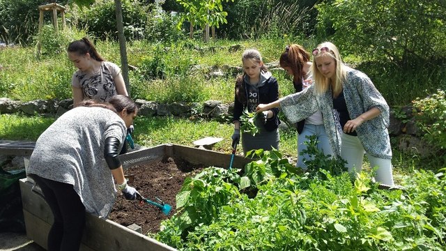 Bei der Arbeit an den Hochbeeten: v.l.n.r. Manel Amdouni, Kamile Paysan, Zhayna Davydova, Kine Said und Julia Haller, BEd. | Foto: privat