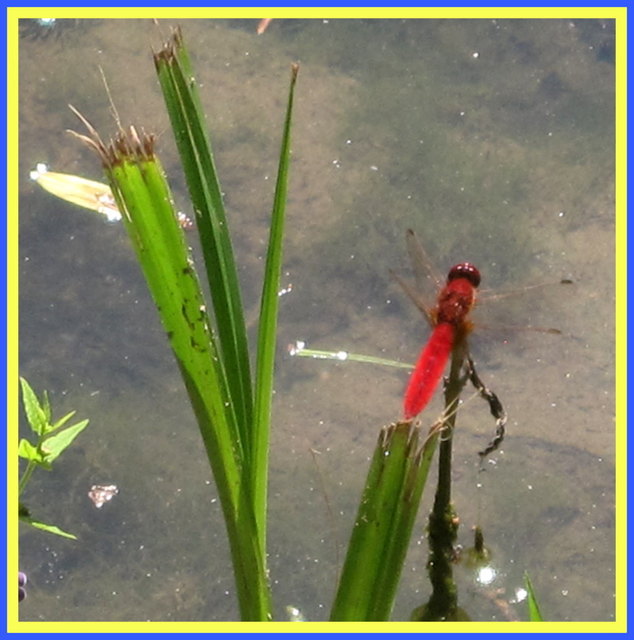 Rot ist eine typische Warnfarbe, man kann sie aber auch benutzen um auf sich aufmerksam zu machen. Unsere heimischen Libellen nutzen die rote Farbe um auf sich aufmerksam zu machen.