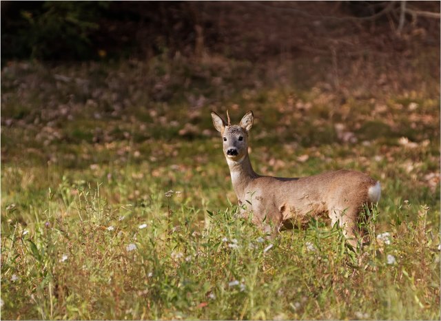 Nach dem Fund eines Wildrisses in der Gemeinde Trebesing gehen die Wogen zwischen einer Hundehalterin und der Jägerschaft hoch | Foto: Ortner