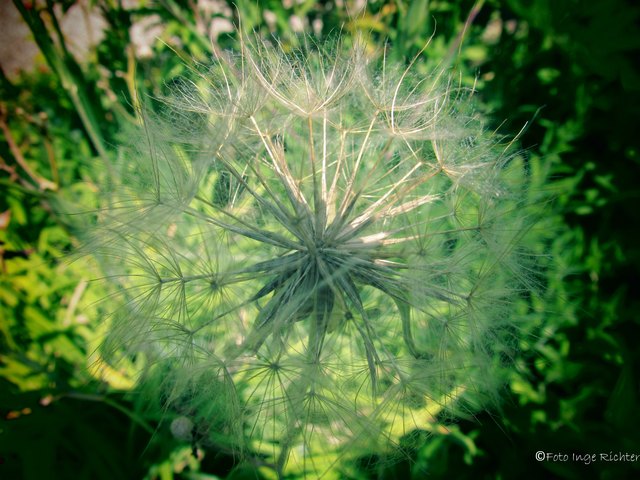 Bald wird der Wind sie wegblasen........