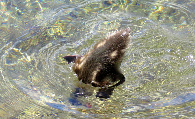 Wichtig bei dieser Hitze ....Kopf unters Wasser