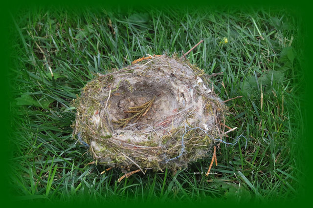 Vermutlich war das Nest nicht richtig im Baum befestigt.