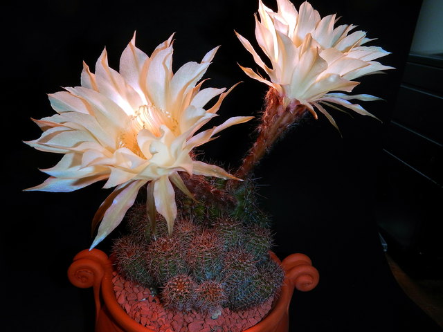 Lobivia hertrichiana