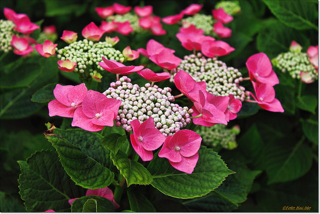 Herrliche Hortensien!