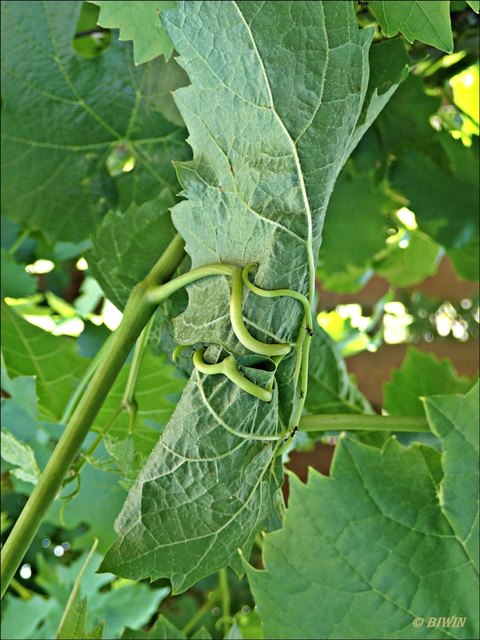Die Natur hat sich mittels der Ranken eine Roulade fabriziert ;-))