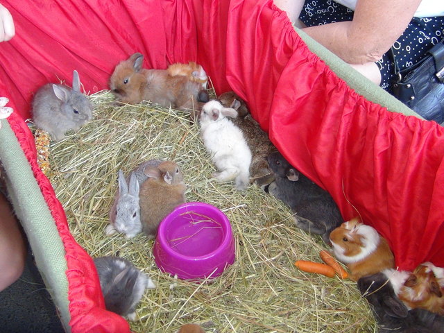 Entzückende kleine Hasen im Streichelzoo.