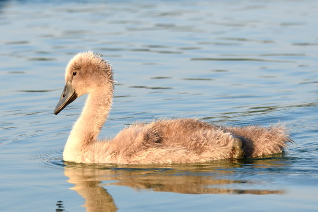 Irgendwie bockig schaut  das  Schwanküken  aus :_))