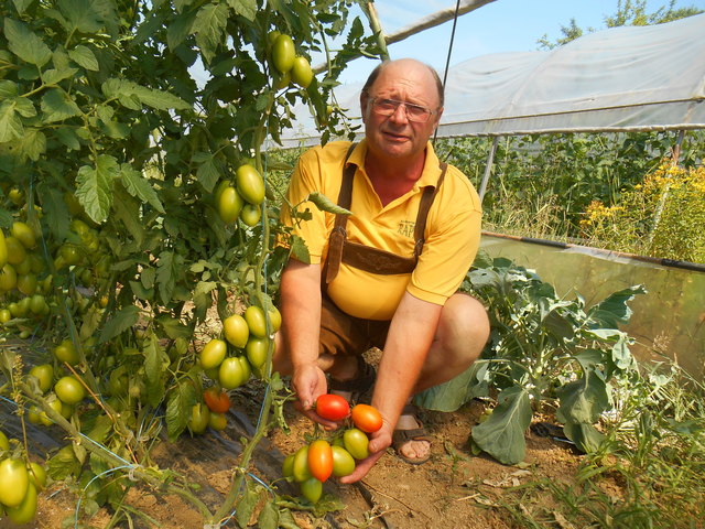 Josef Rappold erntet verschiedene Paradeiser, Paprika und Gemüsearten