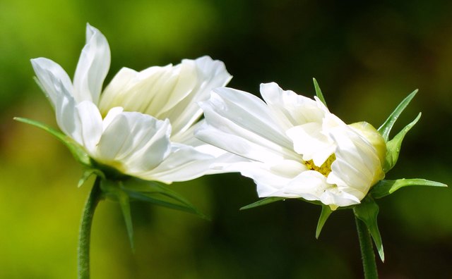 Cosmea in meinem Garten
