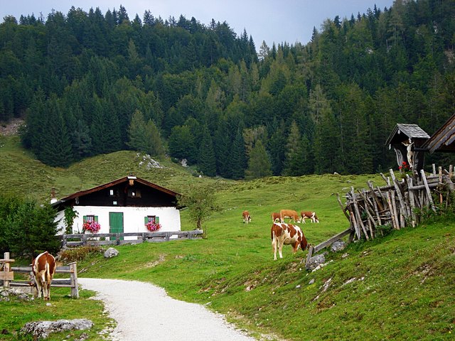 ... auf der WALLERALM ... Kühe prägen das Bild im Tiroler Almsommer!