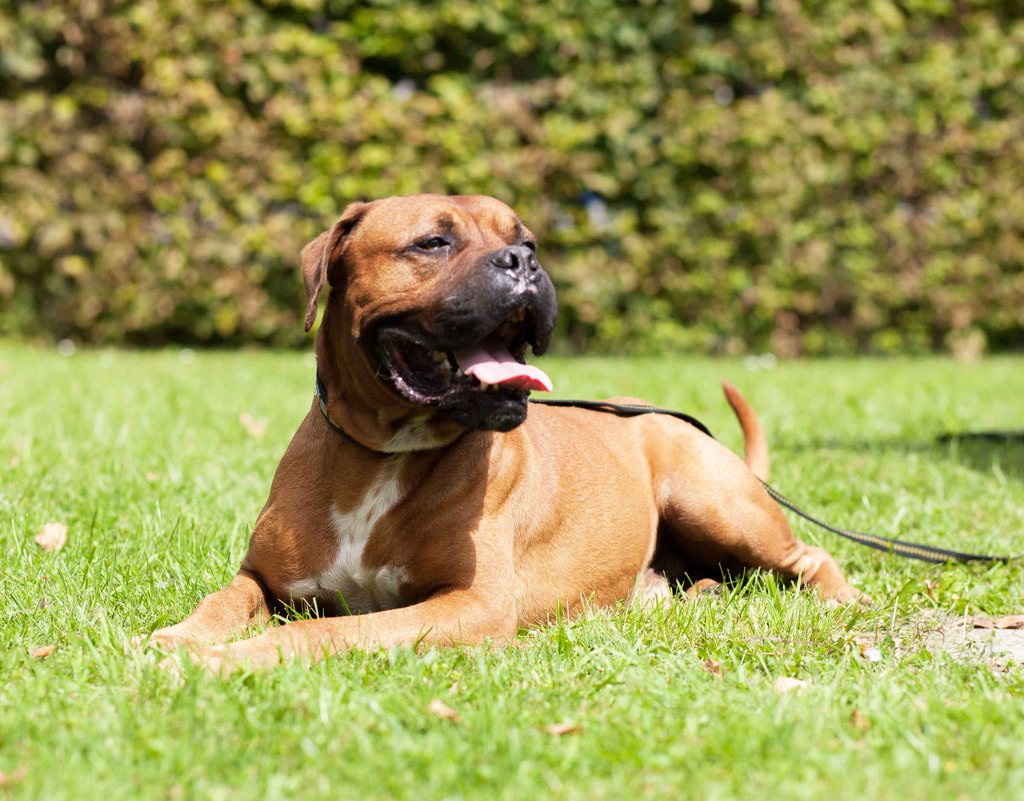 Tiere Suchen Ein Zuhause Spittal