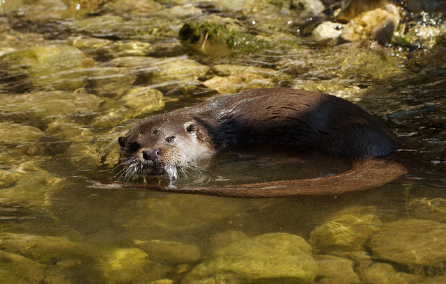 Fischotter erfrischern sich am liebsten bei einem Bad im kühlen Nass. | Foto: Zoo Salzburg
