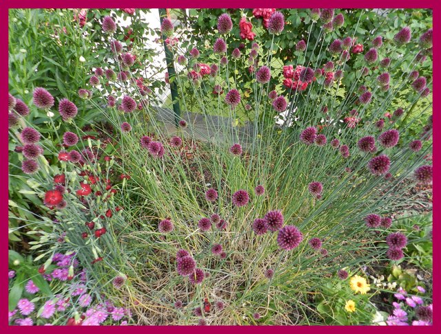 Kugelblumengewächs, vermehrt sich sehr.
