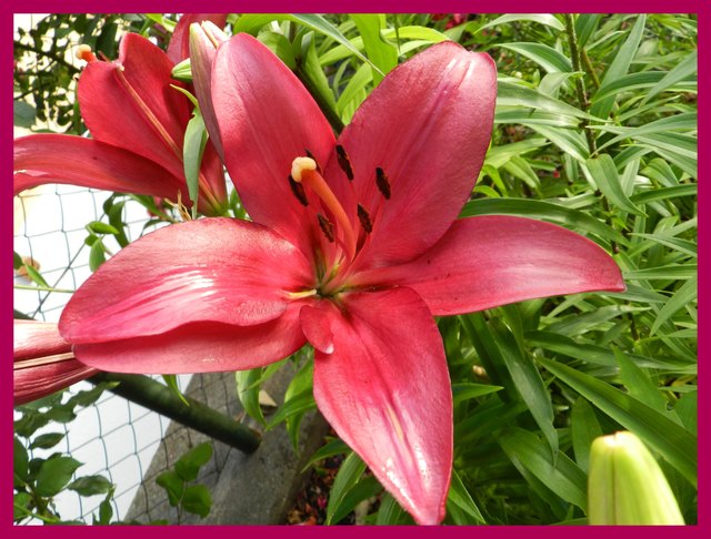 Lilien