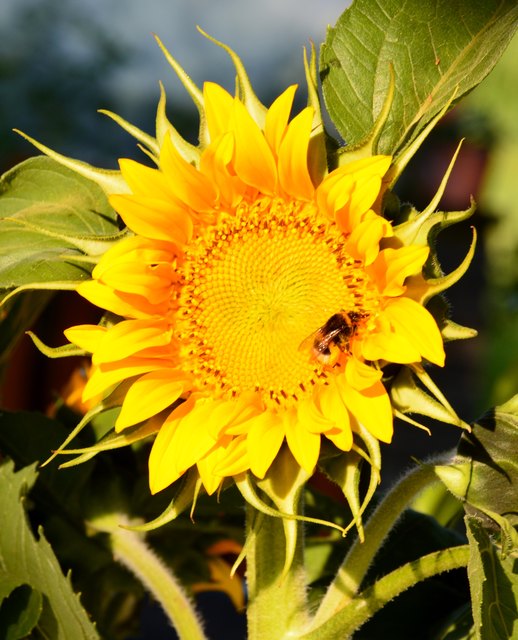 Sonnenblume mit Hummel auf Nektarsuche