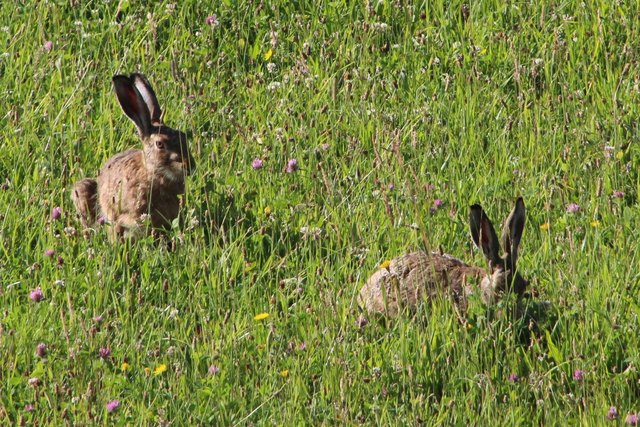 Die Feldhasen fühlen sich auch im Siedlungsgebiet von Dechantskirchen sichtlich wohl und genießen die Morgensonne.