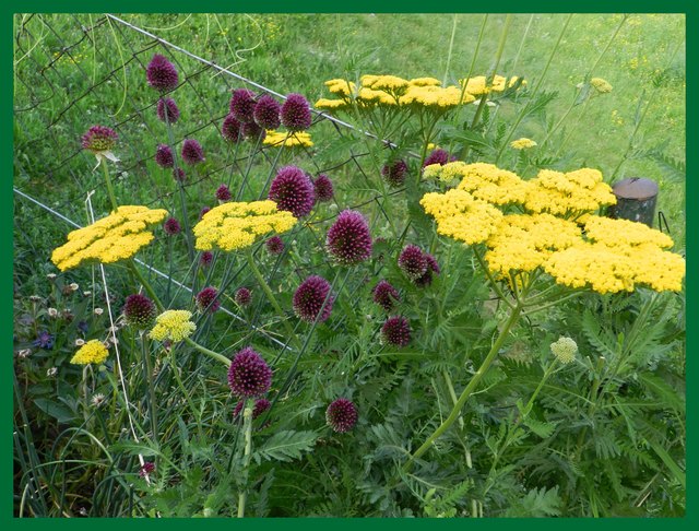 Edel-Schafgarbe und Kugelblumen