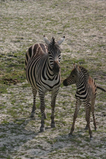 Nach fast einem ganzen Jahr Tragezeit kam das Zebrababy über Nacht komplikationslos auf die Welt. | Foto: Zoo Schmiding