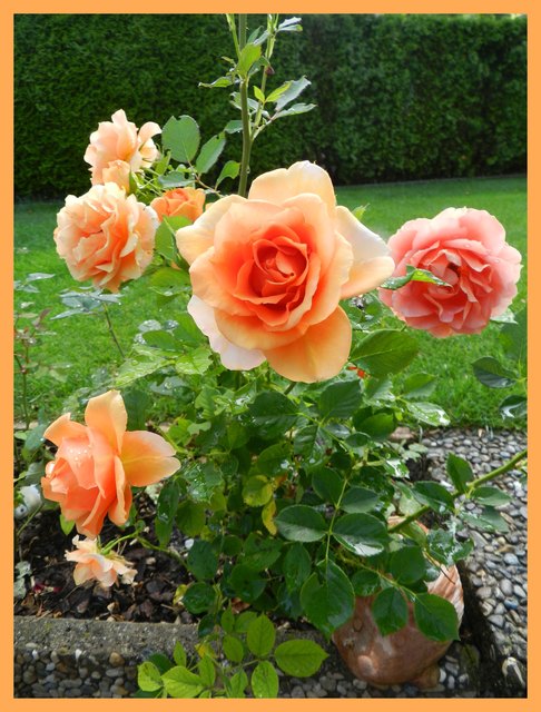Meine Lieblingsrosen, blühen sehr lange.