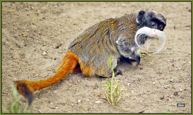 Kaiserschnurrbart Tamarin