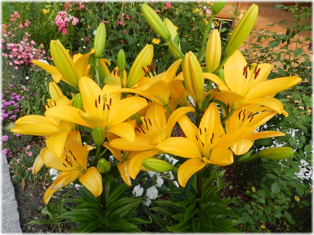Lilien