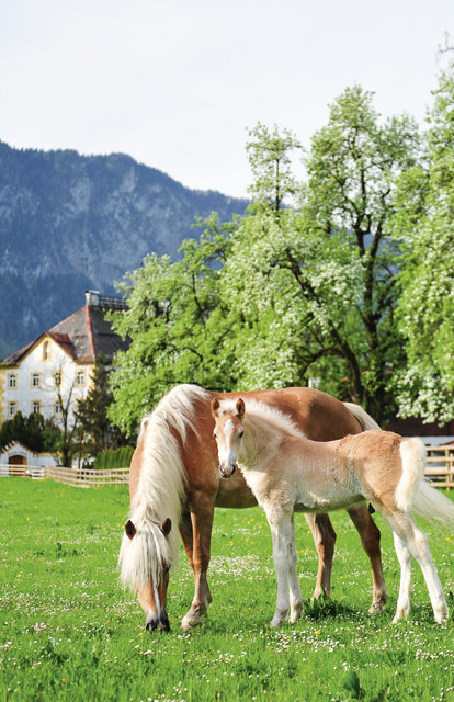 Die goldenen Pferde mit den goldenen Herzen kann man am 13. Juli am Haflingergestüt Fohlenhof Ebbs bestaunen.
