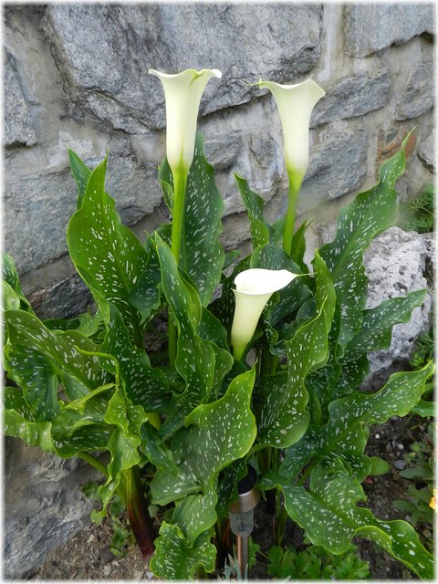 Calla, wächst und gedeiht jedes Jahr am selben Fleck, winterhart