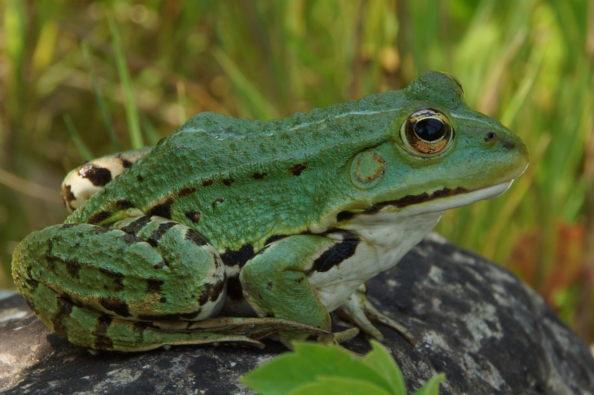 Der verwunschene Prinz.... Klagenfurt Land