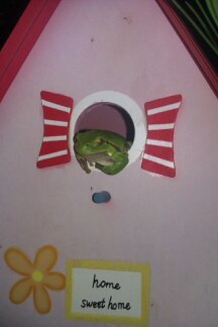 Fand neues Zuhaus in einer Föhre in einem Meter Höhe