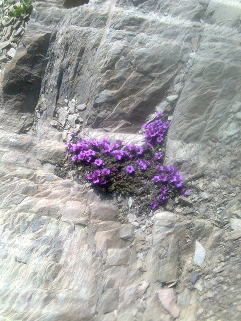 Mauerglockenblume auf Stierlahnzugjoch. Kraft kommt nicht aus körperlichen Fähigkeiten. Sie entspringt einem unbeugsamen Willen. Mahatma Gandhi