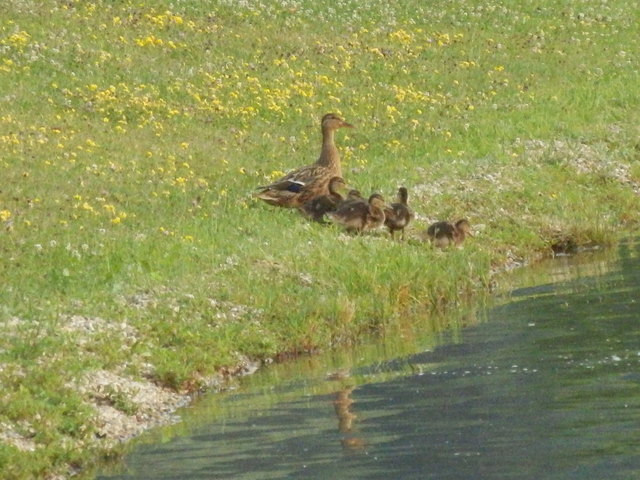 ... ins Wasser Kinder, wir schwimmen heim...