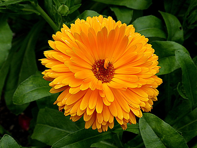 Ihre Blüten sind ein hervorragendes Wundheilmittel, was die starke Verbreitung der Ringelblumensalbe erklärt.