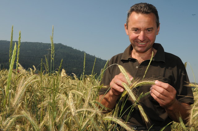 Der Irrsdorfer Landwirt Paul Kaiser in seinem Roggenfeld.