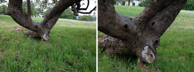 So a Baum derf nur mehr da bei der Tante Rosi vulgo Tischler wachsn, a uralter Streuobstapflbaum, der scho mehr liegt ois steht, aba immer no das beste Obst hergibt - und a Gsicht hot er außerdem no!