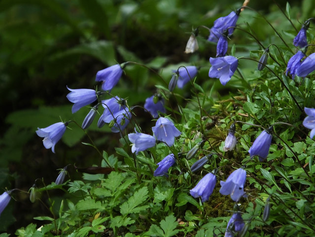 Campanula scheuchzeri