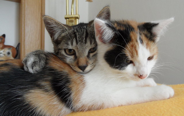 Petzi und Pinki - ein Team