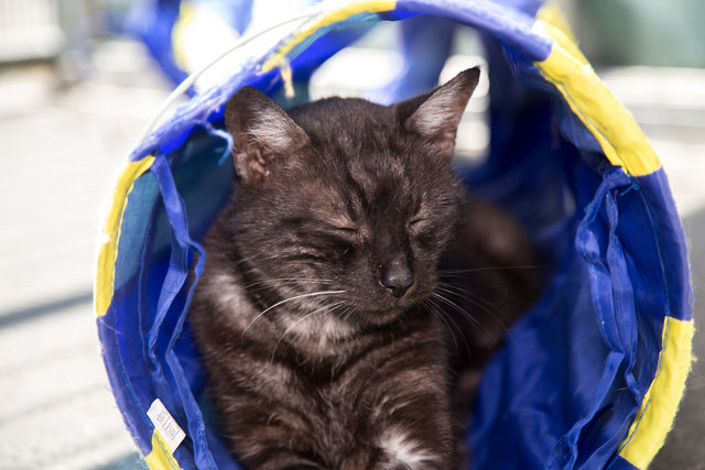 ... dem 13 Jahre alten Kater Speedy.